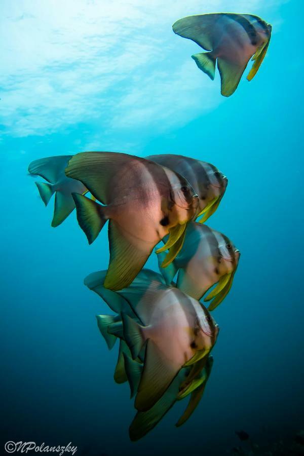 Forra Dive Resort Pattaya Beach Koh Lipe Exterior foto